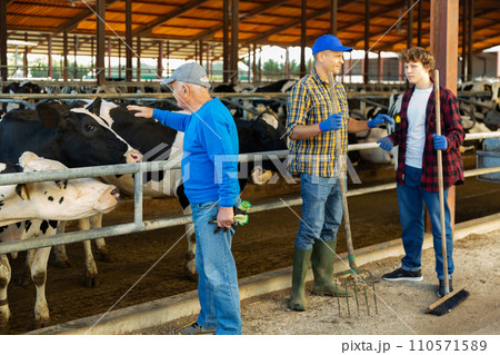 Three farm workers standing in cowhouse 110571589