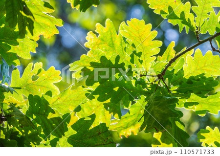 Green oak leaves background. Plant and botany nature texture. green oak leaves in woods 110571733