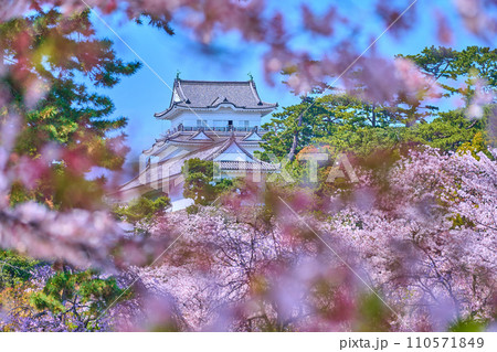 神奈川県小田原市の小田原城を桜越しに見る 110571849