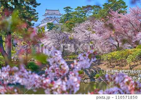 神奈川県小田原市の小田原城を桜越しに見る 神奈川県小田原市の小田原城を桜越しに見る 110571850