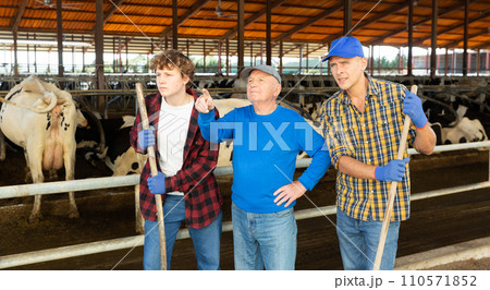 Elderly farmer instructs helpers what to do on cow farm Elderly farmer instructs helpers what to do on cow farm 110571852