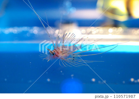 ミノカサゴの稚魚 110571987