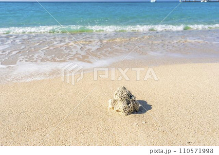 ブセナ海中公園の白い砂浜と青い海　流れ着いたサンゴ　沖縄県名護市 110571998