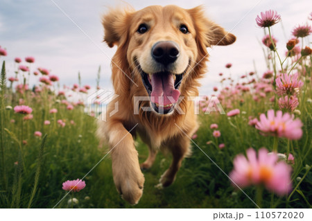 red golden retriever running through green grass with pink peonies 110572020