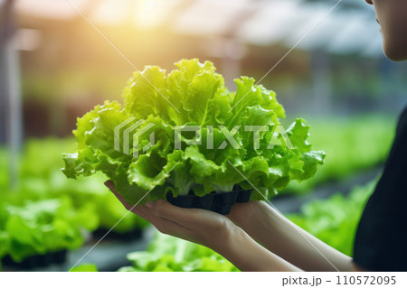 person holding lettuce during hydroponic farming person holding lettuce during hydroponic farming 110572095