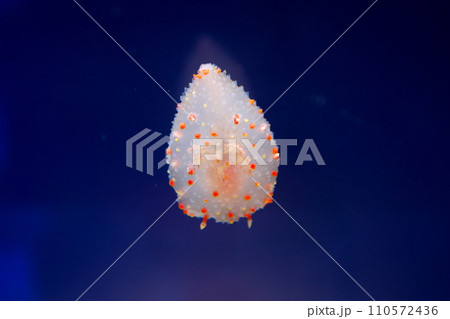 ハナデンシャ 110572436