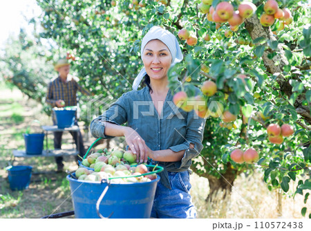 Man and woman harvesting pears Man and woman harvesting pears 110572438