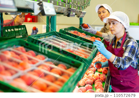 Women workers soring peaches 110572679