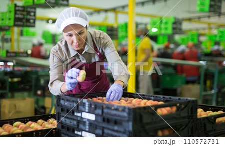 Woman packing peaches Woman packing peaches 110572731