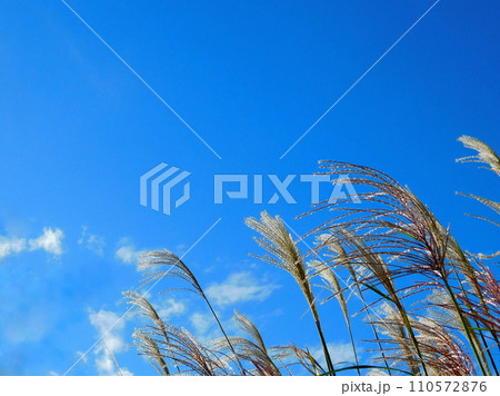 ススキ すすき やさしく揺れる薄の穂 ススキ すすき やさしく揺れる薄の穂 110572876