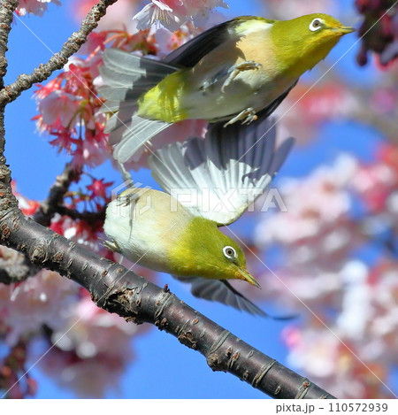 静岡県伊豆市土肥地区　ピンクが鮮やかな早咲きの土肥桜のなかを飛び交う2羽のメジロ 110572939