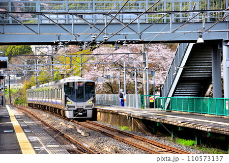 大阪府 満開の桜と紀州路快速 110573137