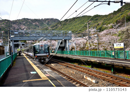 大阪府 満開の桜と紀州路快速 大阪府 満開の桜と紀州路快速 110573143
