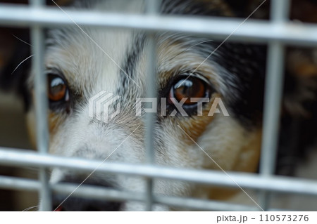 close up Sad large dogs caught in cage. Generative AI 110573276