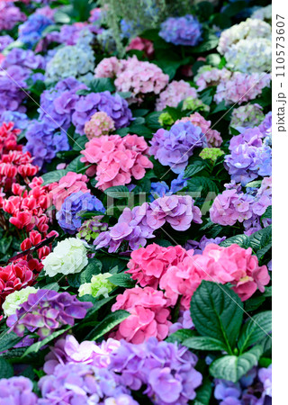 Pink and blue hydrangea flowers blossom in the ornamental garden 110573607