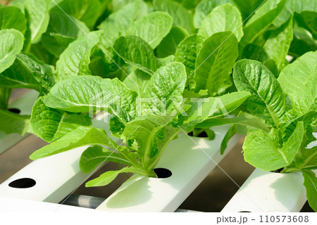 Hydroponics vegetables plant (lettuce) growing in greenhouse Hydroponics vegetables plant (lettuce) growing in greenhouse 110573608