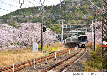大阪府 満開の桜と紀州路快速 大阪府 満開の桜と紀州路快速 110573667
