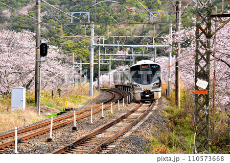 大阪府 満開の桜と紀州路快速 大阪府 満開の桜と紀州路快速 110573668