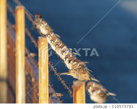 有刺鉄線に並ぶスズメの群れ 110573781