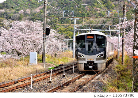 大阪府 満開の桜と紀州路快速 大阪府 満開の桜と紀州路快速 110573790