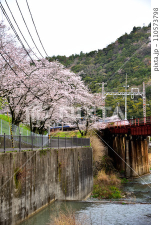 大阪府 満開の桜と紀州路快速 110573798