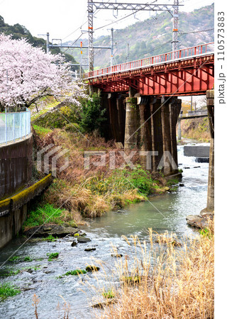 大阪府 満開の桜と紀州路快速 110573883
