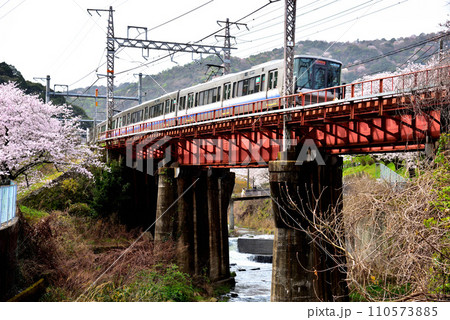 大阪府 満開の桜と紀州路快速 110573885