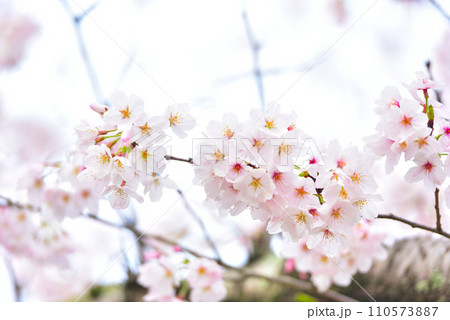 満開の桜 110573887