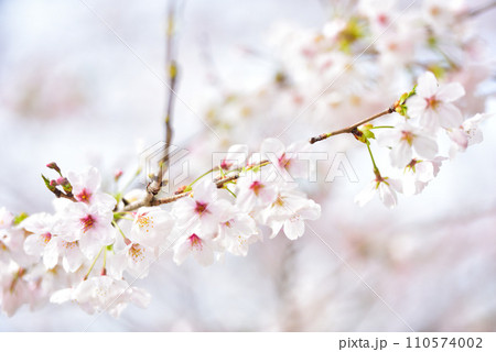 満開の桜 110574002