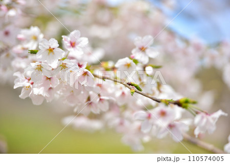 満開の桜 110574005