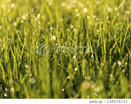 朝露が輝く草原の風景 朝露が輝く草原の風景 110574111