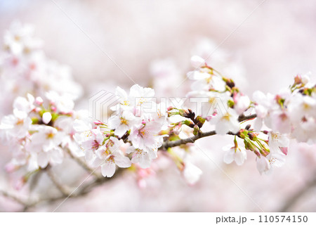 満開の桜 満開の桜 110574150