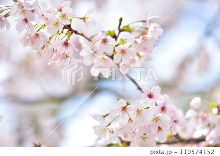 満開の桜 満開の桜 110574152