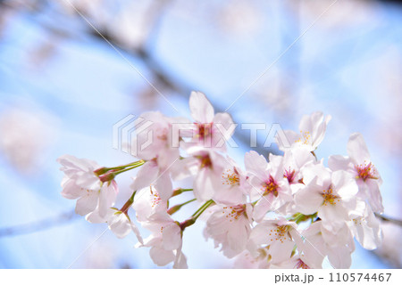 満開の桜 110574467