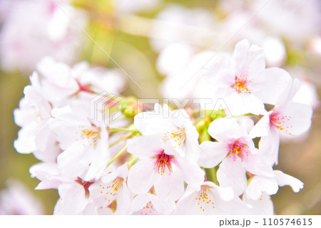満開の桜 110574615