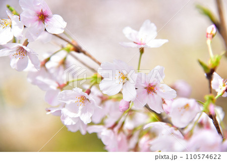 満開の桜 110574622