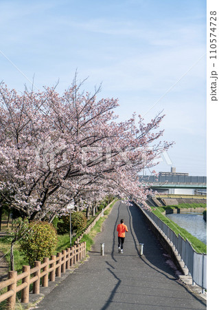 桜並木を散歩する人 桜並木を散歩する人 110574728