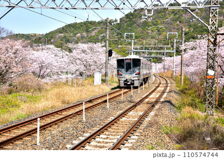大阪府 満開の桜と紀州路快速 大阪府 満開の桜と紀州路快速 110574744