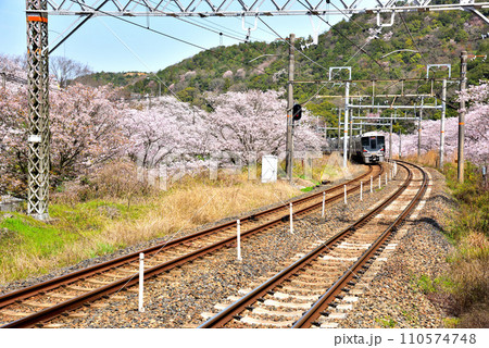 大阪府 満開の桜と紀州路快速 110574748