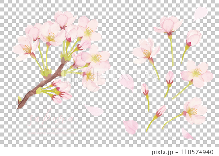 水彩で描いた桜のイラスト 110574940