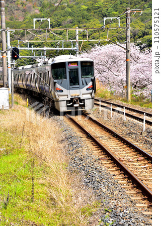 大阪府 満開の桜と紀州路快速 大阪府 満開の桜と紀州路快速 110575121