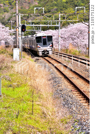 大阪府 満開の桜と紀州路快速 大阪府 満開の桜と紀州路快速 110575122
