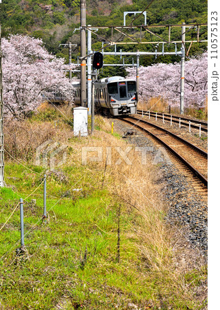 大阪府 満開の桜と紀州路快速 大阪府 満開の桜と紀州路快速 110575123
