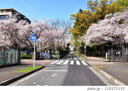 藤沢市　日本大学と日本大学付属校間の桜並木 110575155