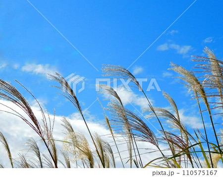 ススキ　すすき　やさしく揺れる薄の穂 110575167