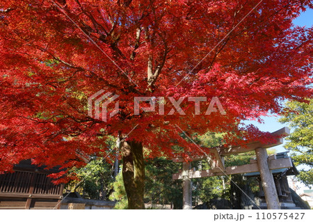 埼玉県川越市小仙波町 川越大師喜多院山門前の白山権現(白山神社)の紅葉もみじ 埼玉県川越市小仙波町 川越大師喜多院山門前の白山権現(白山神社)の紅葉もみじ 110575427