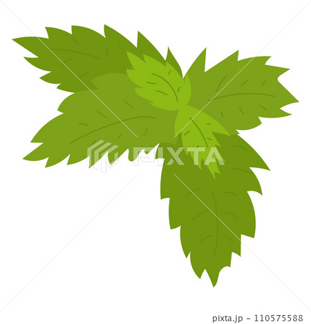 Green mint leaves isolated on white background. Fresh peppermint or spearmint herbs illustration. Nature and cooking, herbal plant vector illustration. Green mint leaves isolated on white background. Fresh peppermint or spearmint herbs illustration. Nature and cooking, herbal plant vector illustration. 110575588