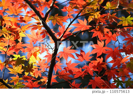 埼玉県川越市小仙波町 川越大師喜多院境内の逆光の紅葉もみじクローズアップ 埼玉県川越市小仙波町 川越大師喜多院境内の逆光の紅葉もみじクローズアップ 110575613
