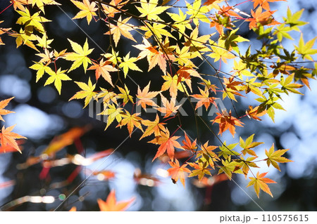 埼玉県川越市小仙波町　川越大師喜多院境内の逆光の紅葉もみじクローズアップ 110575615