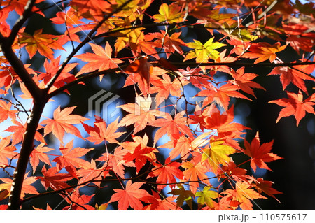 埼玉県川越市小仙波町　川越大師喜多院境内の逆光の紅葉もみじクローズアップ 110575617